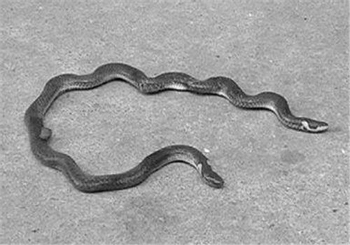 钝尾两头蛇的品种简介