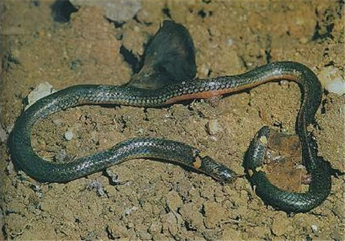 钝尾两头蛇的食物要求