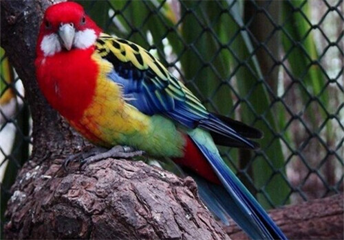 鹦鹉鸟常见的维生素缺乏症如何预防和治疗？