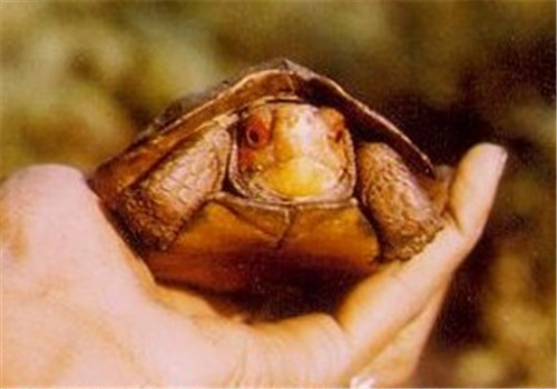蔗林龟的饲养要点
