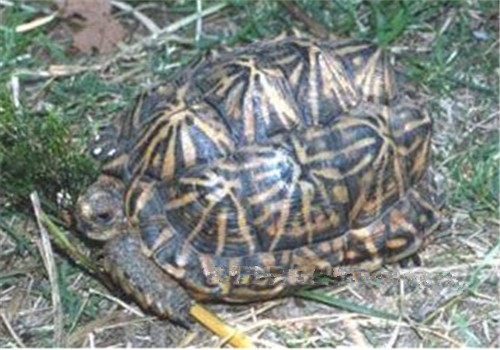 帐篷陆龟的外观特征