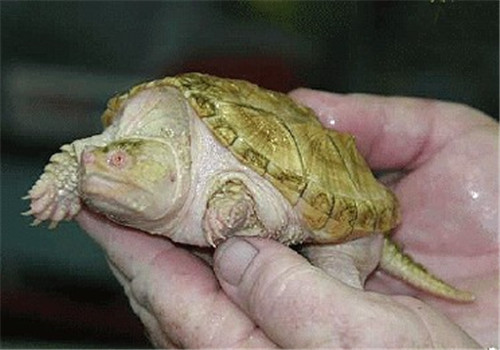 寵物龜人工繁殖和孵化的方法
