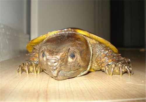 鹰嘴龟不同生长阶段的饲养方法