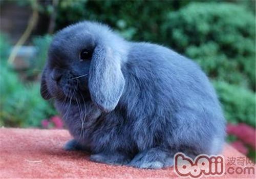 蔬菜可以作为兔子的主食吗？