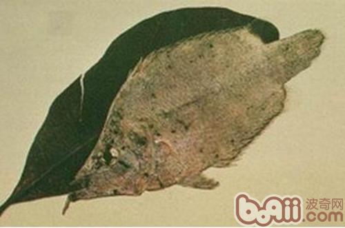 葉形魚的外形特點