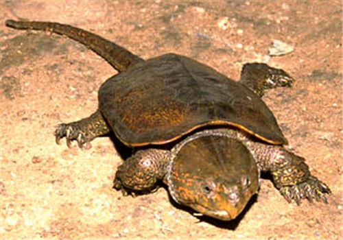 常見的淡水龜品種及養殖方法