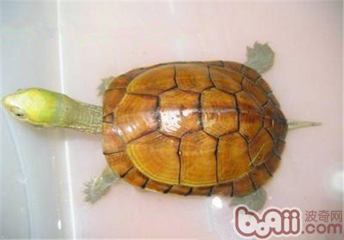 黄喉拟水龟稚龟饲养技术