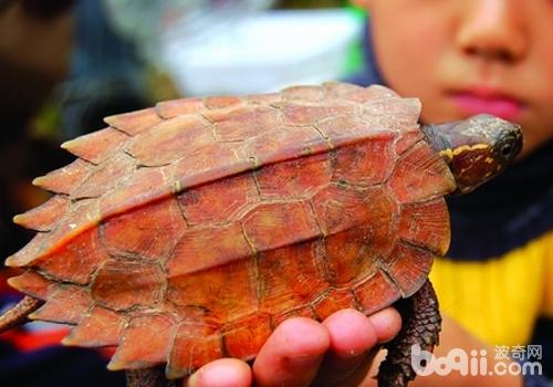 将宠物龟领回家后该怎么做 将宠物龟领回家后该怎么做