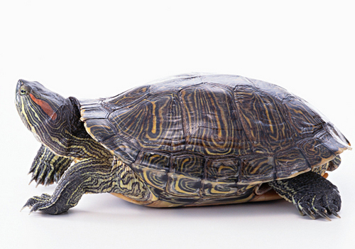 人工饲养巴西龟的环境要求