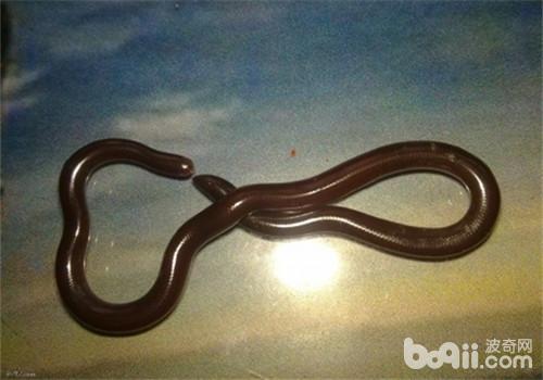 鉤盲蛇的品種簡介