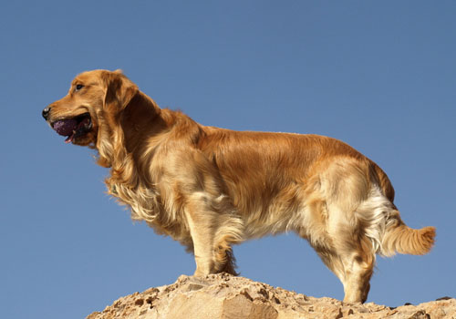 金毛犬为什么可以被选做导盲犬