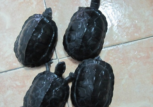 黒颈乌龟不进食的原因