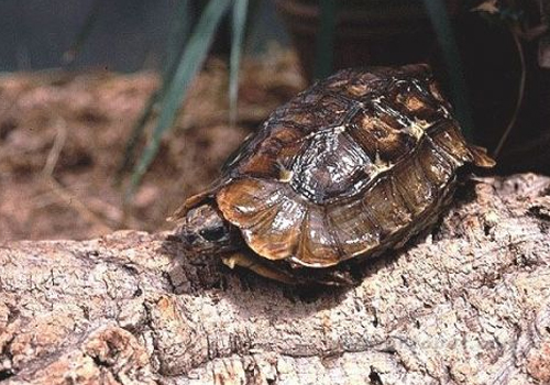 如何提高乌龟卵的受精率