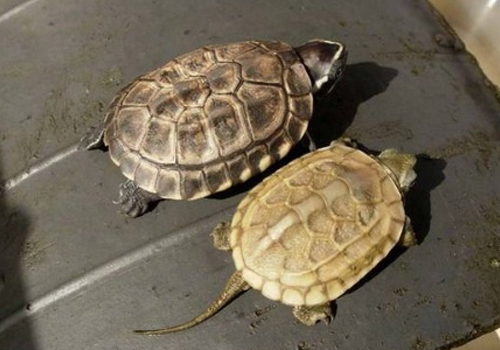 宠物龟繁殖的基本知识