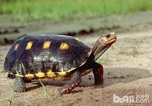 陆龟适合的生长环境