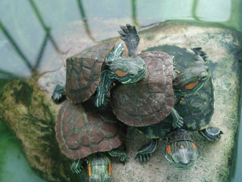 麻将龟的养殖技术