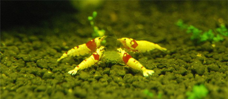 水晶虾的两种增白方法