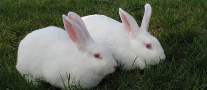 秋季饲养家兔的两个要点