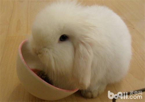 两种方法为兔兔清理耳朵