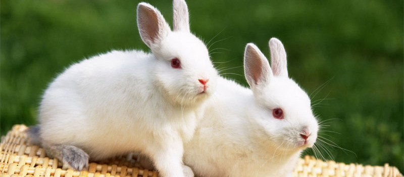 宠物兔食毛症的预防措施