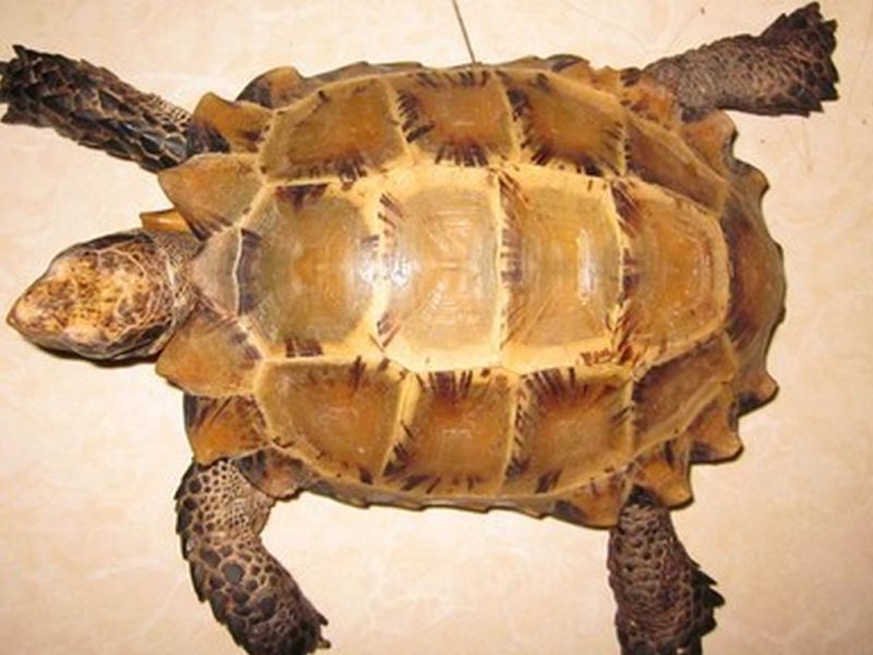 凹甲陆龟的饲养建议