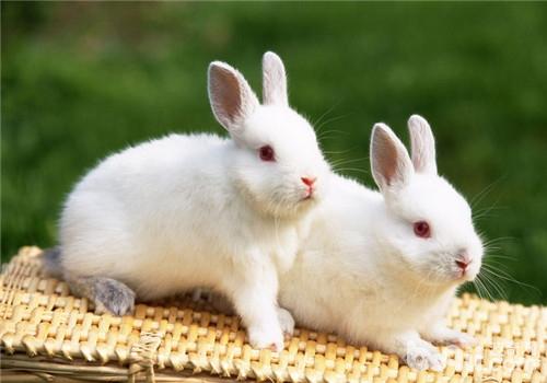 宠物兔食毛症的预防措施
