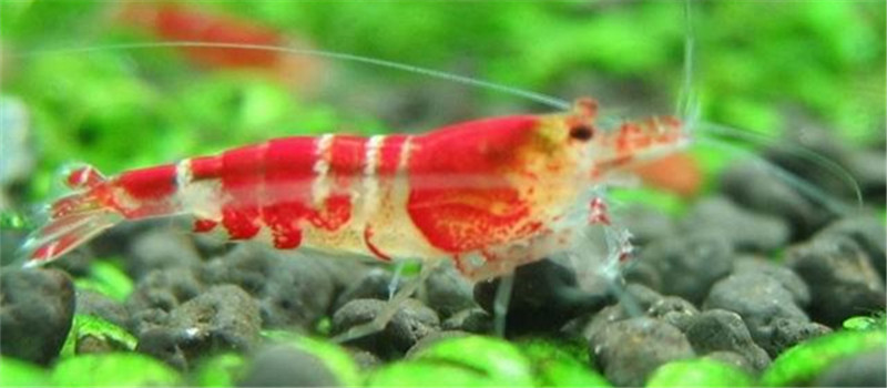 水質對水晶蝦繁殖成功率的影響