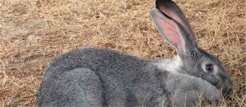 如何有效防止兔兔脚皮炎