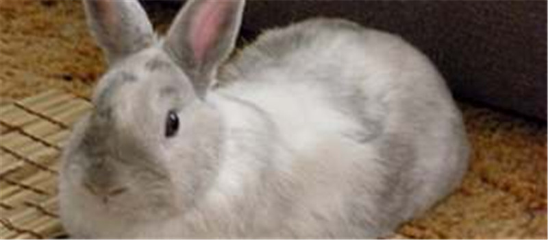 兔兔鼻炎的症状及防治