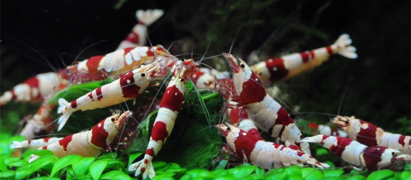 水晶虾繁殖期的水质要求