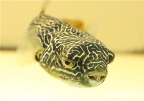 狗头鱼硬件设备的注意事项(二)|水族环境-波奇网百科大全