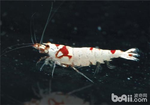 水晶蝦繁殖期的水質要求