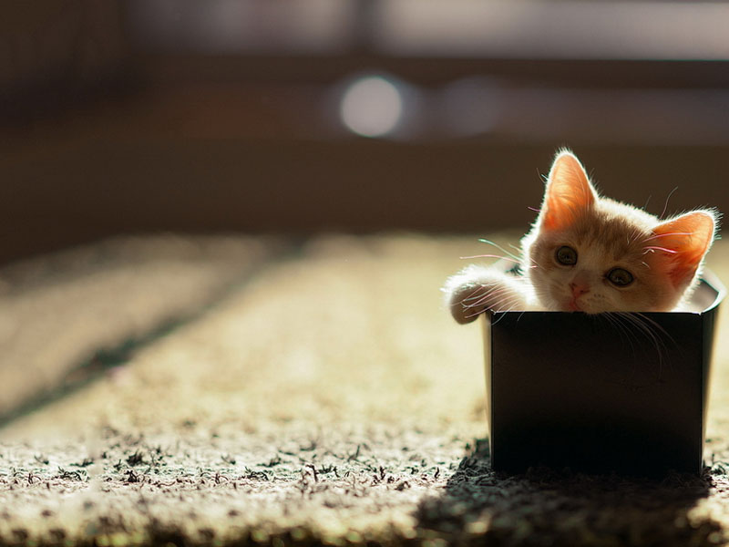 貓咪為什么喜歡往床下面鉆