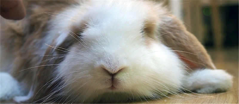 夏季谨防兔兔传染性结膜炎
