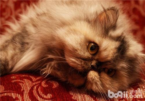 猫咪青光眼的病因及症状 猫咪青光眼的病因及症状