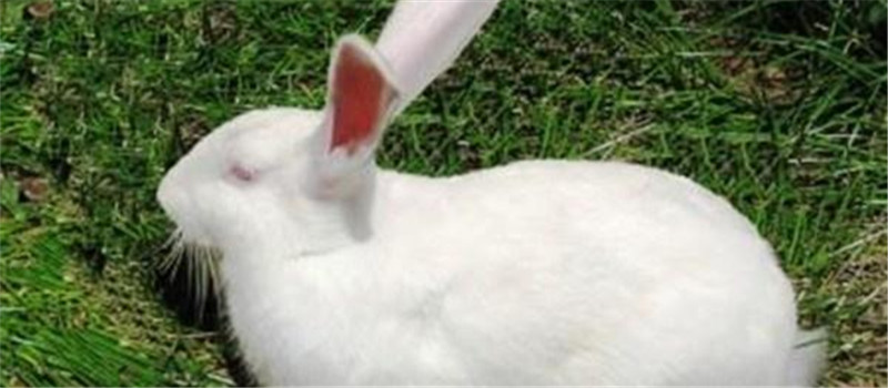 兔兔维生素B6缺乏症