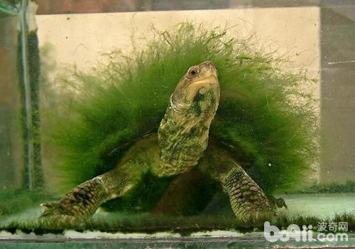 绿毛龟的几种培育方法
