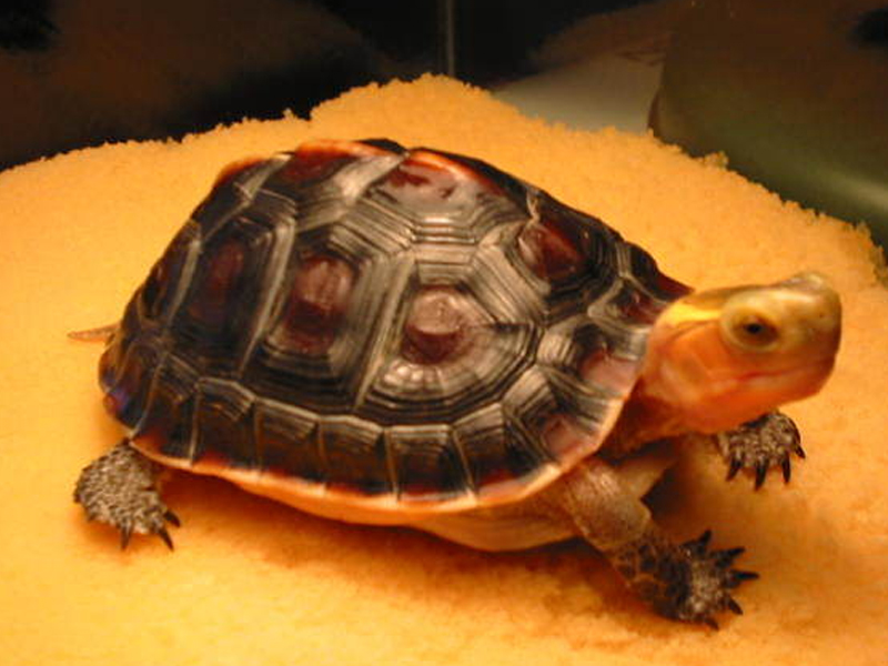 黄缘龟吃蛋的原因及防治