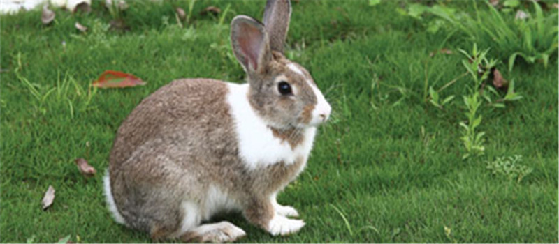 兔兔钙磷缺乏症的症状