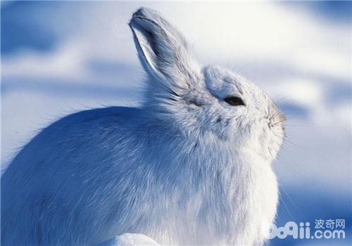 兔兔四季的饲养注意事项