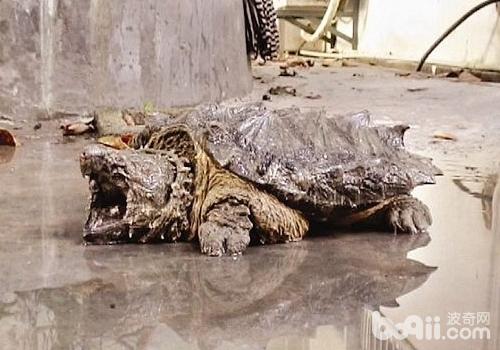 影响鳄龟的生长因素有哪些