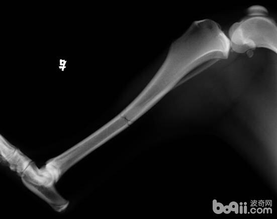 外固定支架在四肢骨骨折中的应用|狗狗常见病