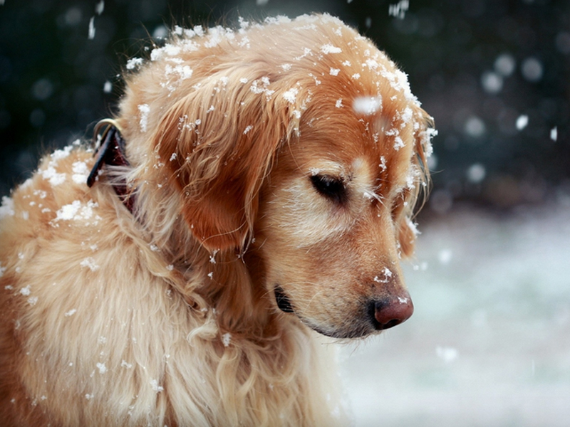 飼養(yǎng)老年犬要注意什么