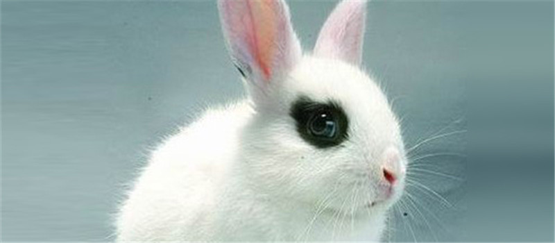 如何為兔兔修剪毛發
