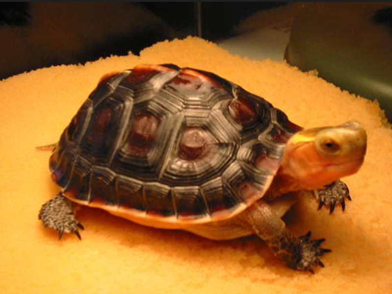 闭壳龟与其它龟种的区别
