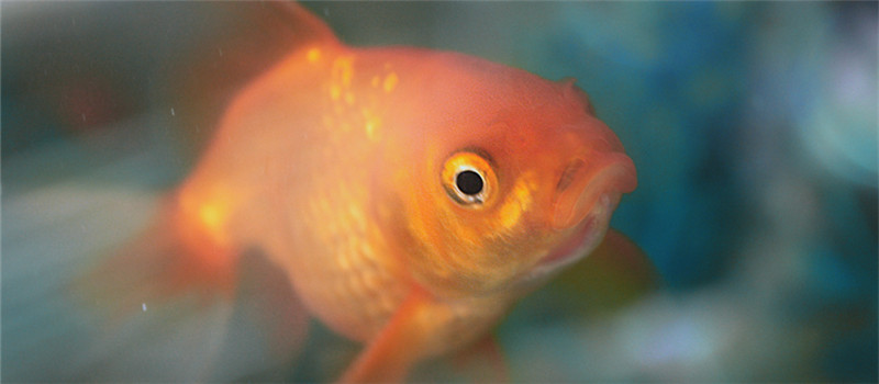 金魚眼睛形狀的分類