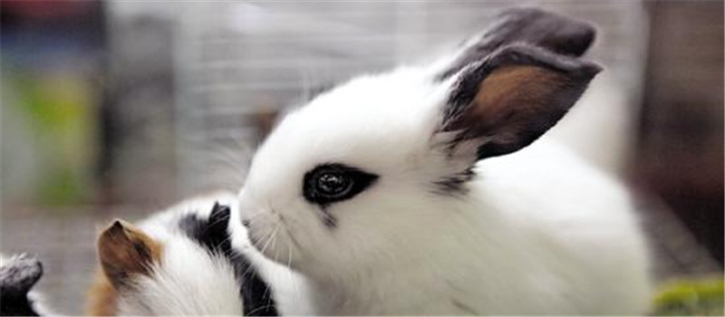 治療兔螨蟲和驅線蟲的常見藥物