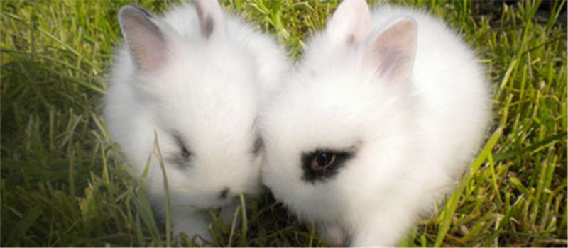 夏季長毛兔的環境應該如何布置