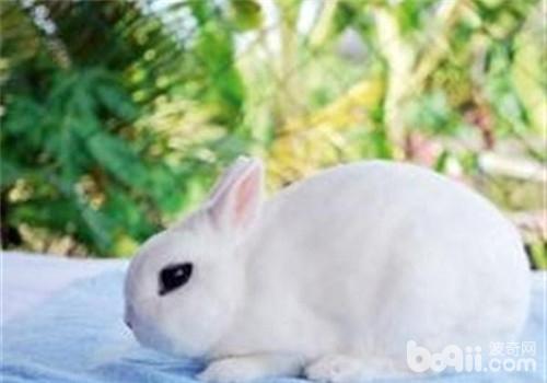 兔多杀性巴氏杆菌病的症状及防治