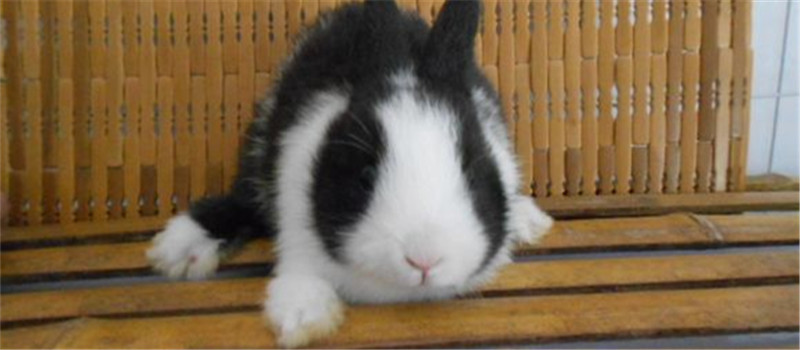 治疗兔兔感冒的两个小偏方